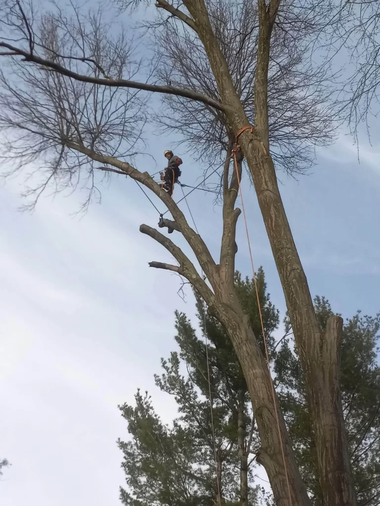 Wallingford Tree Contractor