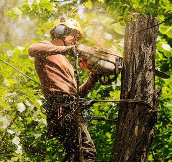 tree removal